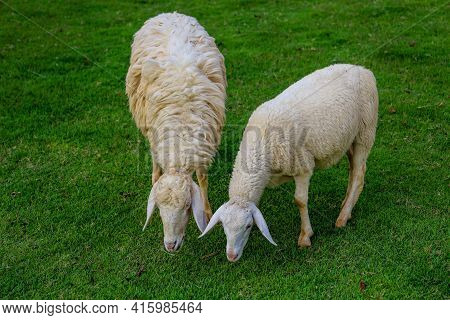 Two Sheep Eatting Grass In Emtry Garden At Thailand
