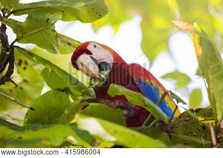 Portrait Of A Beautiful Big Red Parrot During Its Meal In A Natural Tropical Habitat, Osa, Costa Ric