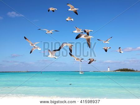 Gabbiani In volo