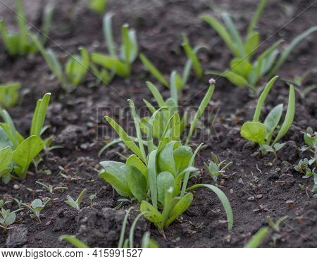 Spinach (spinacia Oleracea) Growing In The Garden In The Spring Close Up. Green Leaves Of Spinach.