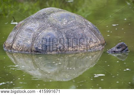 Giant Galapagos Land Turtle