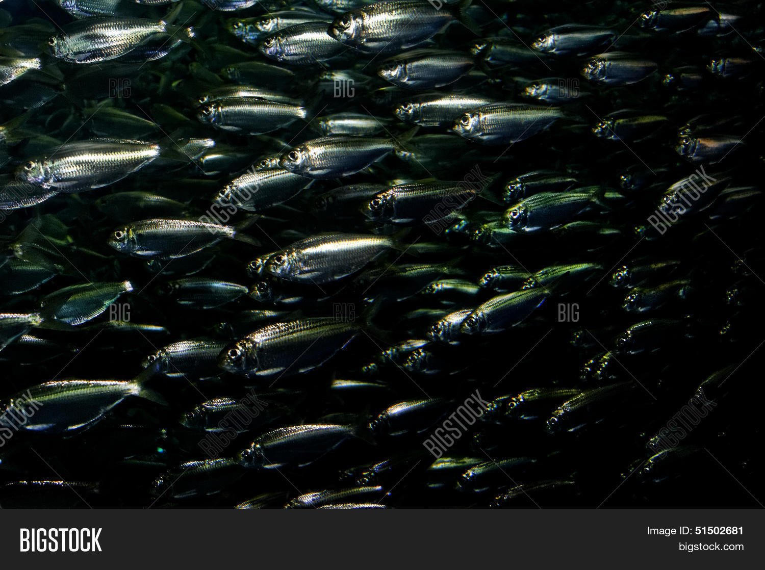 Spanish Sardines Bait Image & Photo (Free Trial) Bigstock