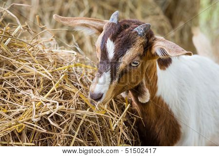 Young Goat In Farm