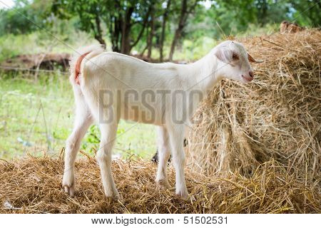 Young Goat In Farm