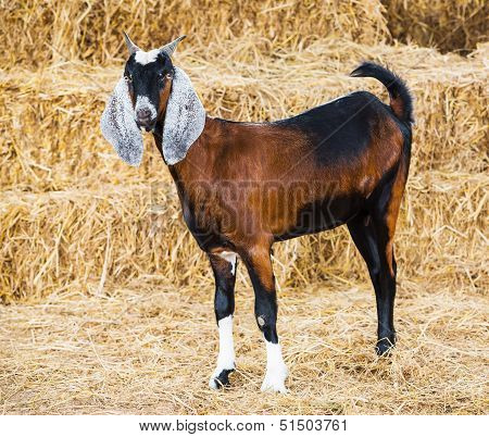 Goat In Farm