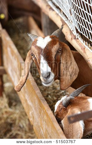 Goat In Farm