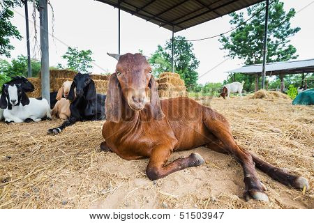 Goats In Farm