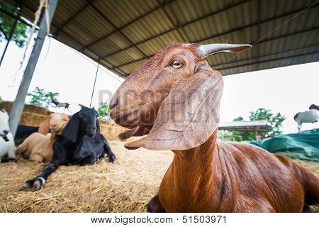 Goat In Farm