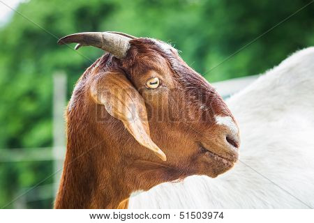 Goat In Farm