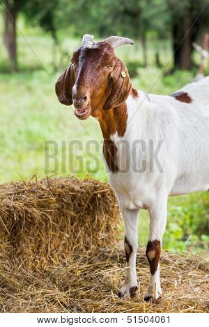 Goat In Farm