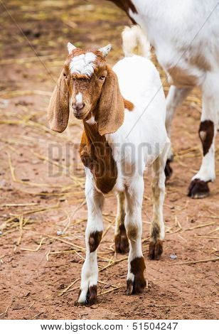 Goat In Farm