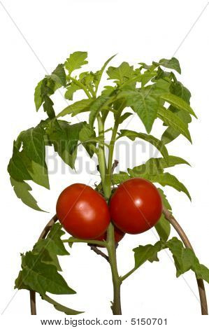 Tomaten bush