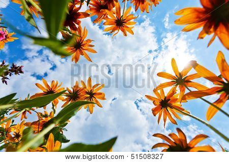 Echinacea Flowers And Sky
