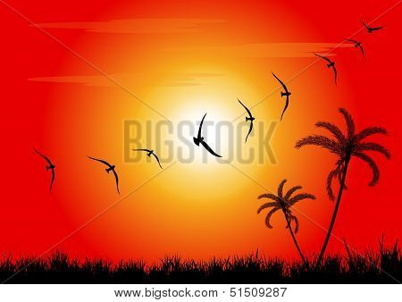 Sunset and birds