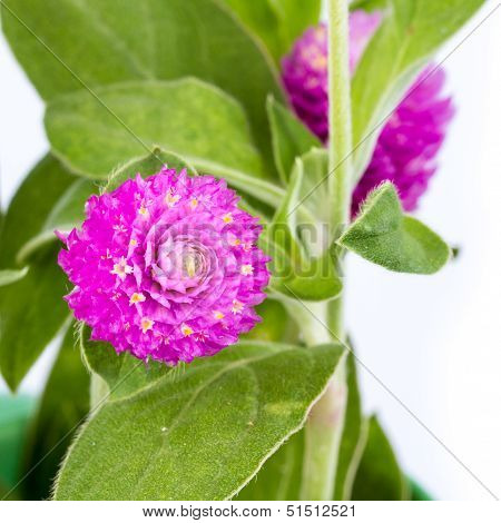 Gomphrena Globosa Linn.