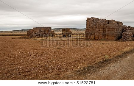 Wheat Field