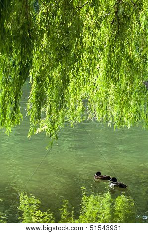 Two Ducks On Pond