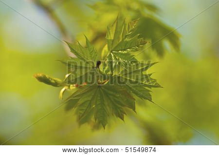 Maple leaves in spring