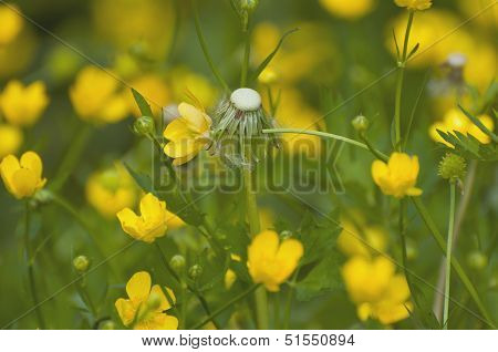Dandelion among cowslip marsh