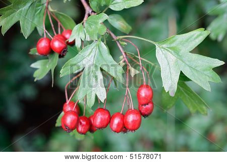 Ripe Hawthorn In Autumn