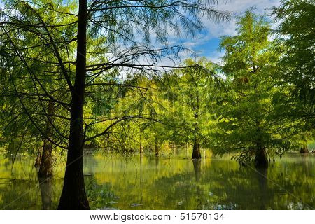 Landscape of forest at Hualien, Taiwan, Asia