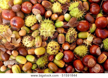 Colourful Autumnal Conkers, Acorns, Beechnuts And Cobnuts