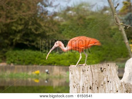 Scarlet Ibis