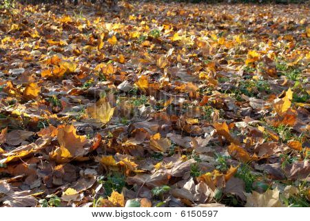 Goldener Herbst