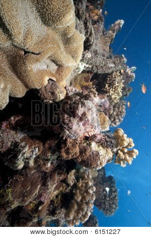 Oceán a amboinensis