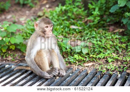Wild Rhesus Macaque At Kam Shan County Park, Hong Kong