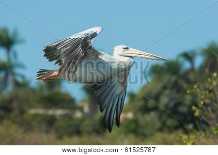 Pink-backed Pelican (pelecanus Rufescens) In Flight