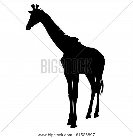 Giraffe Silhouette vector