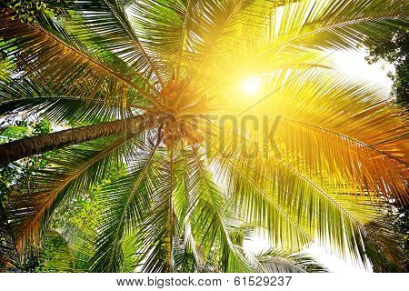 sunlight through the leaves of palm trees                                    