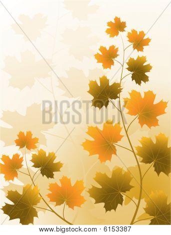 秋季彩色枫叶分支机构