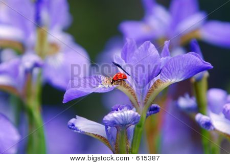 Ladybug