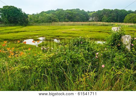 Cape Cod Meadow