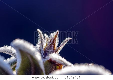 Frosted Bud On Blue Background