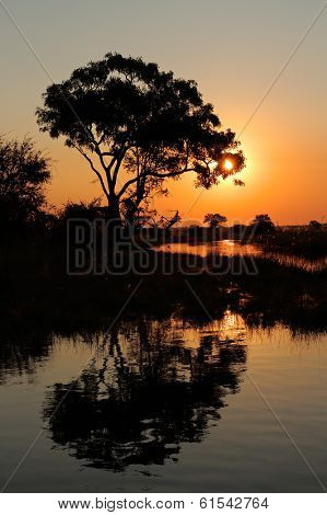 African landscape with an tree reflected in water at sunset, Kwando river, Namibia