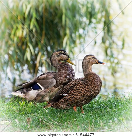 Pair Of Wild Mallard Ducks