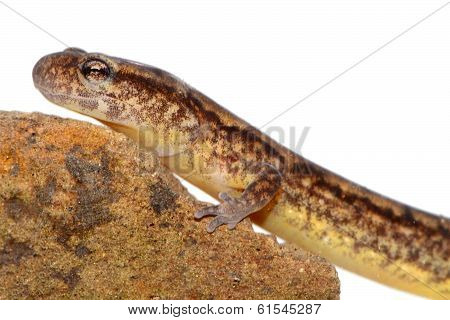 Northern Two-lined Salamander (eurycea Bislineata)