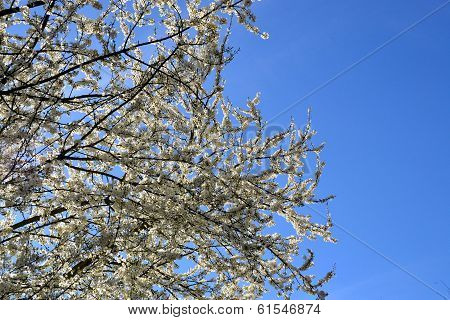 flowering trees