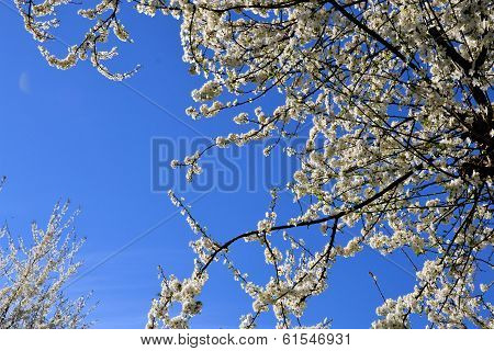 flowering trees