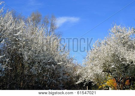 flowering trees