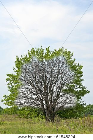 Winter- And Springtime Tree From Inside To Outside