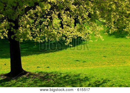 Baum Frühling