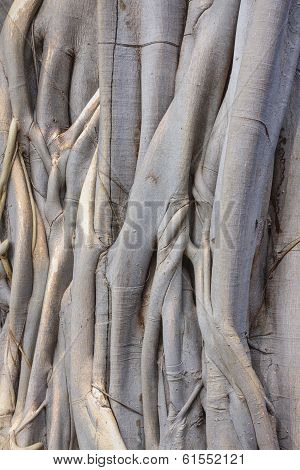 A Banyan Tree Trunk