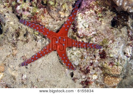 Ghardaqa Sea Star