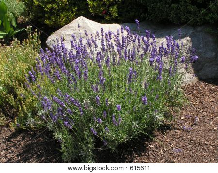 Lavendar ในสวน