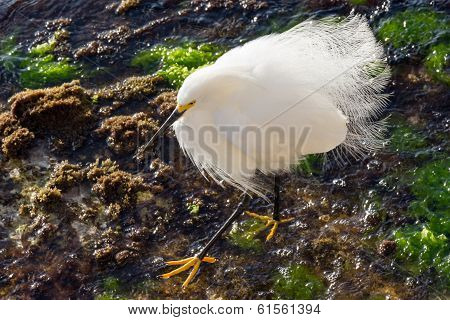 Snowy Egret