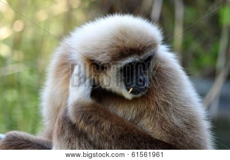 Monkey - Gibbon